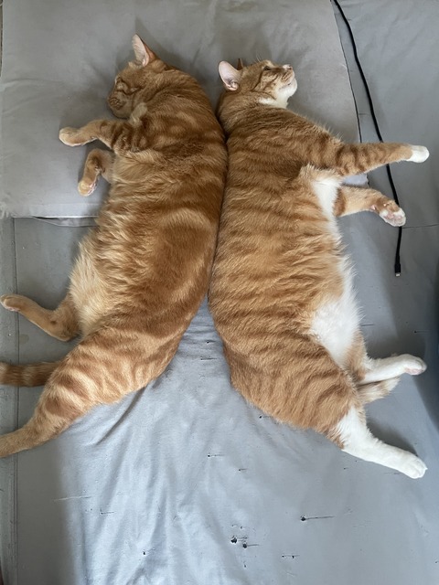 KakaoTalk_20250728_212208855_14