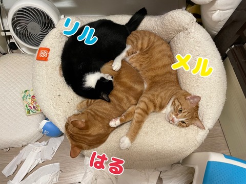 KakaoTalk_20240114_205353182