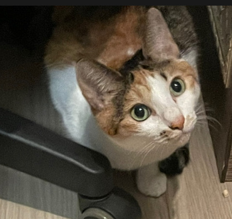 KakaoTalk_20250609_172755642_08