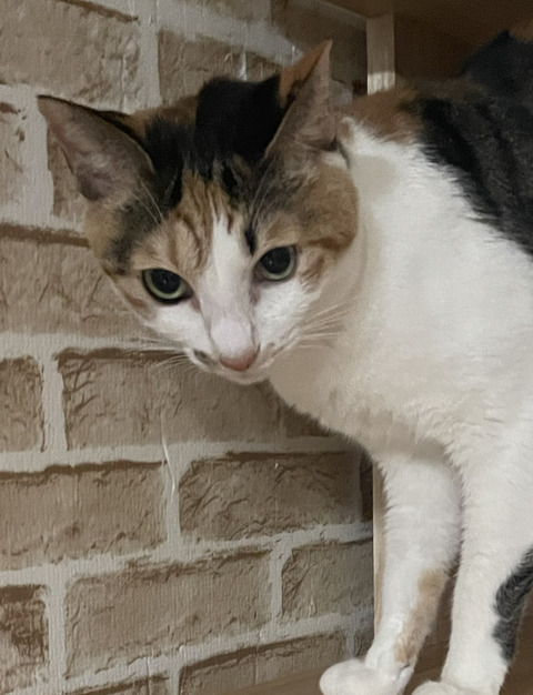 KakaoTalk_20250128_102149538_01
