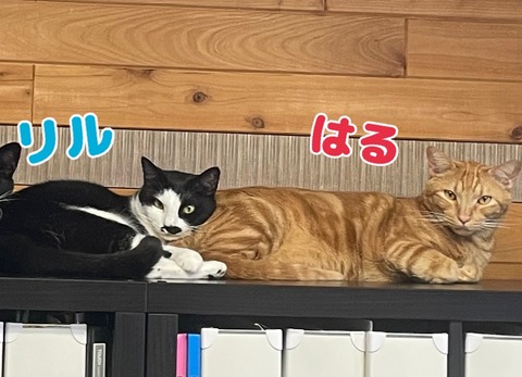 KakaoTalk_20230507_115118614