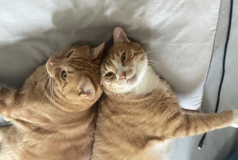 KakaoTalk_20250728_212208855_12