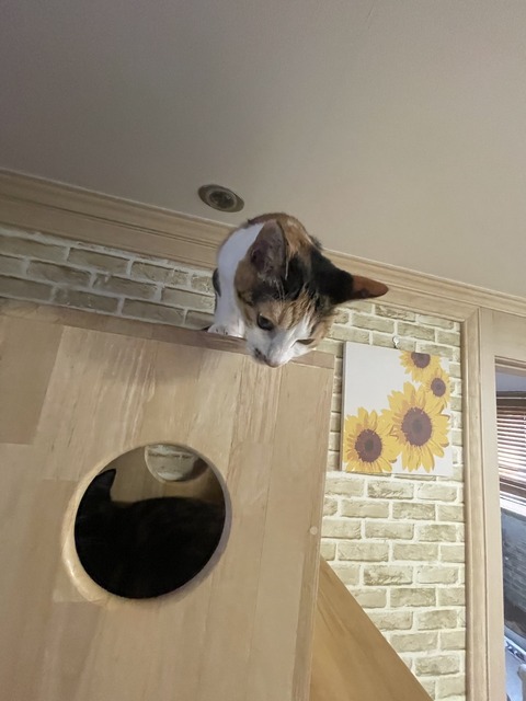 KakaoTalk_20250609_172755642_04