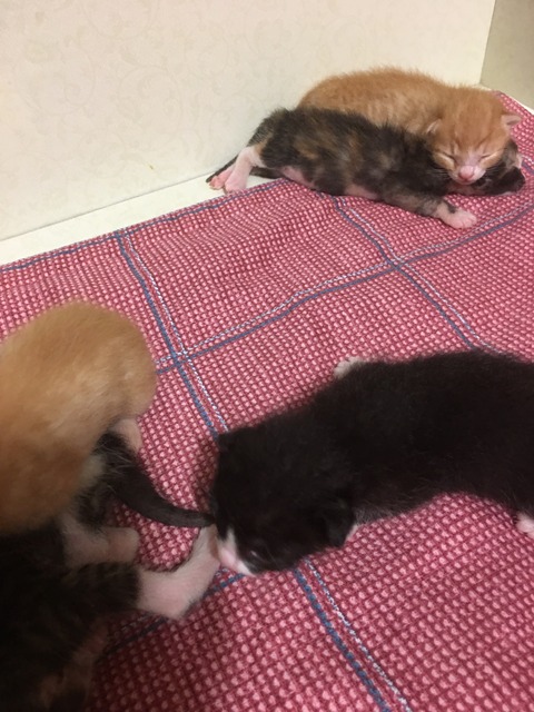 KakaoTalk_20200729_113439955_02