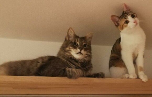 猫のデュラハンかな 頭と体が分離しているようにしか見えない猫 ネコと和解せよ