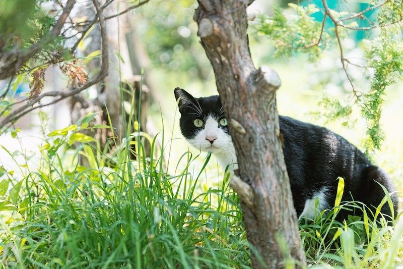 白黒猫と黒白猫の違いがおもしろい！ : ネコが為に生きてゆく