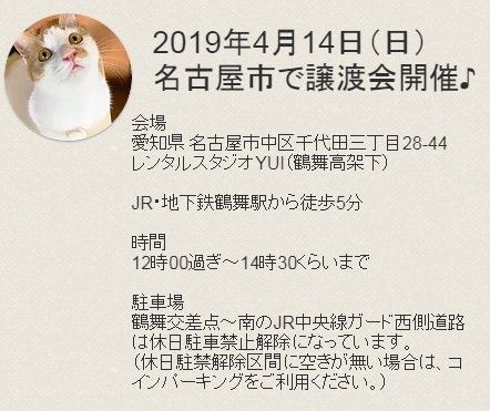 ４/１４（日）名古屋市で猫の譲渡会開催！キジ白陸斗も参加しますよー♪