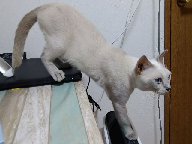 トンキニーズってシャム風って言われればその通りなんだよねー 愛知発 保護猫の里親募集 ひげねこ会預かりっ子のブログ トンキニーズってシャム風って言われればその通りなんだよねー 愛知発 保護猫の里親募集 ひげねこ会預かりっ子のブログ