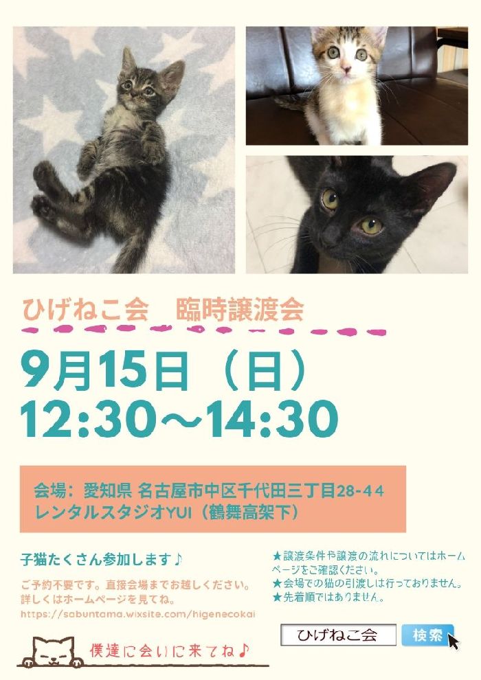 9月15日（日）名古屋で猫の譲渡会開催しまーす！今月2回目～