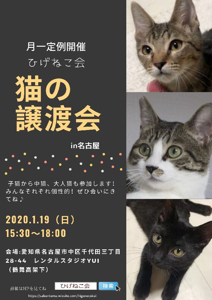 本日1/19ひげねこ会保護猫譲渡会！名古屋市鶴舞で開催します♪