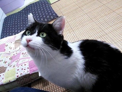 ＴＮＲ活動は人と猫が共生していくための活動であって欲しい