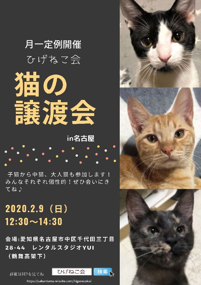 明日２月９日（日）はひげねこ会定例譲渡会ですよー（名古屋市内）