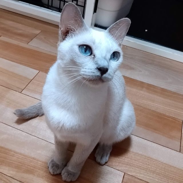トンキニーズってシャム風って言われればその通りなんだよねー 愛知発 保護猫の里親募集 ひげねこ会預かりっ子のブログ トンキニーズってシャム風って言われればその通りなんだよねー 愛知発 保護猫の里親募集 ひげねこ会預かりっ子のブログ