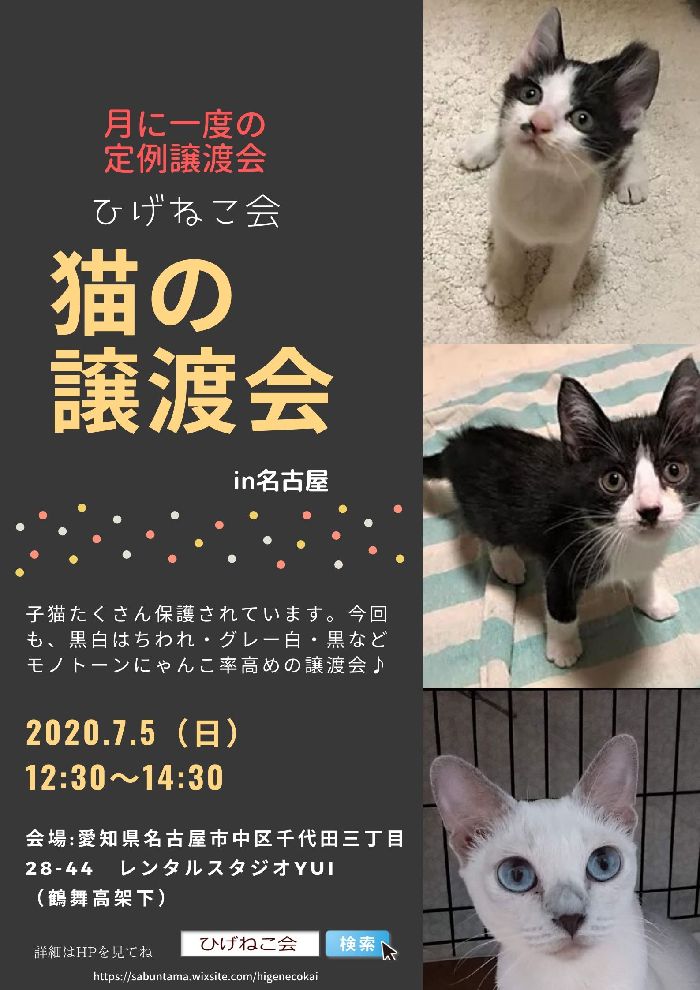 ７月５日（日）本日！名古屋市内で猫の譲渡会開催～