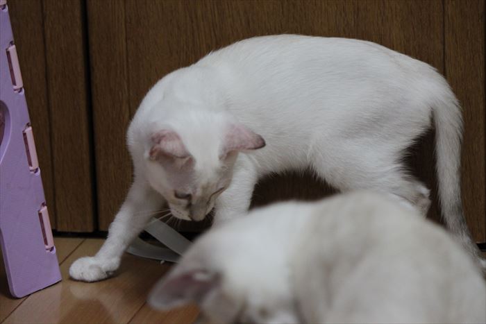 ハイパー子猫も寝顔は天使♪もとい！ハッスル姿も超キュートですよ！