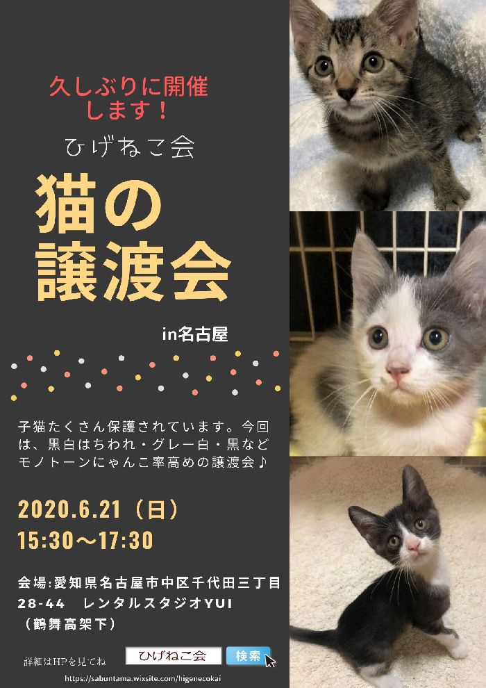 ６月２１日（日）保護猫の譲渡会開催します【名古屋市中区】