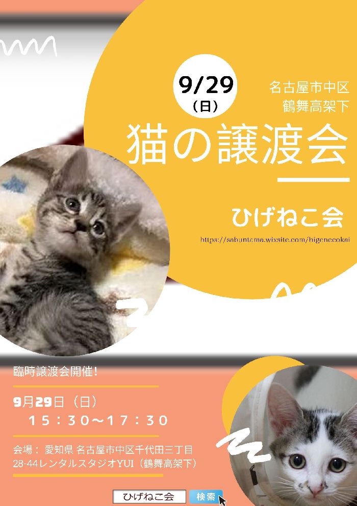 猫の譲渡会 (3)