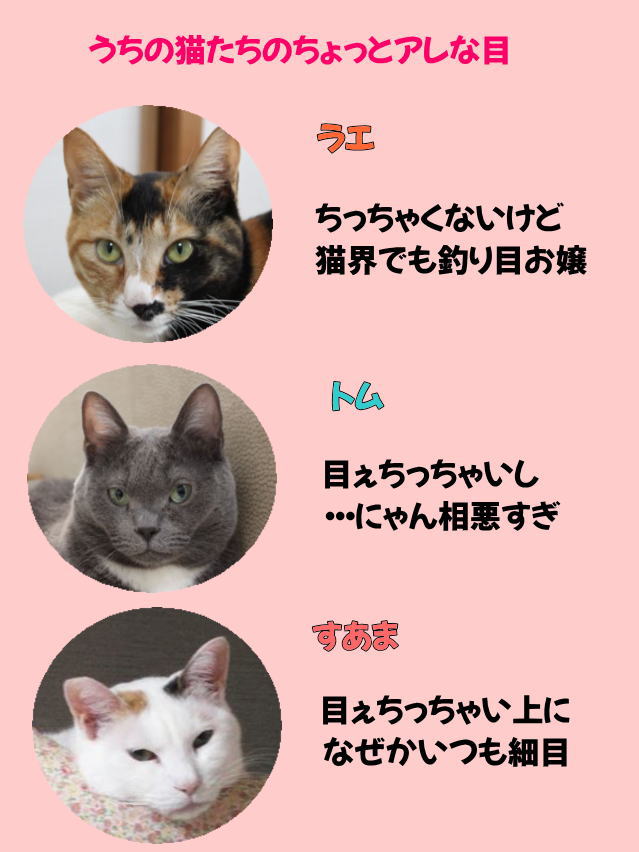 キジ白イケメンにゃん陸斗君移動 正しい猫の顔と言われるその理由とは 愛知発 保護猫の里親募集 ひげねこ会預かりっ子のブログ