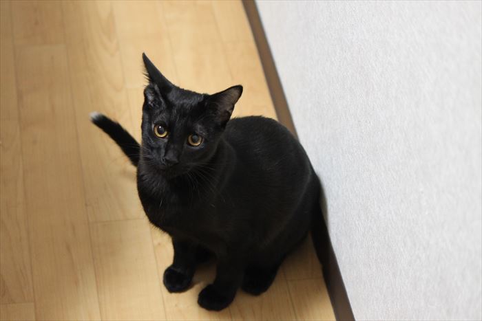 長いシッポはお好きですか？黒猫ゼロ君の尻尾について