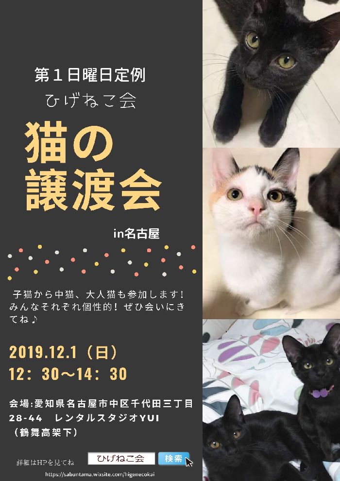 本日１２月１日は名古屋市で保護猫の譲渡会！（ひげねこ会）