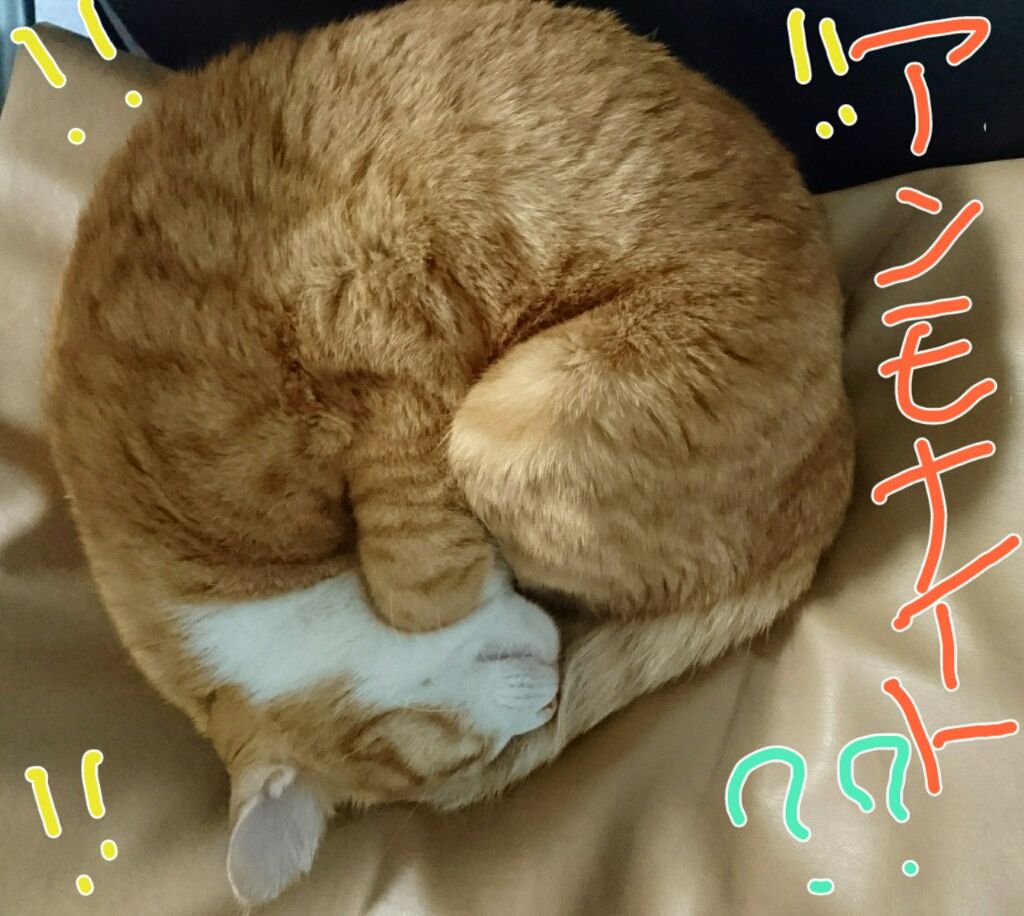 アンモナイト 猫ひめ様びより