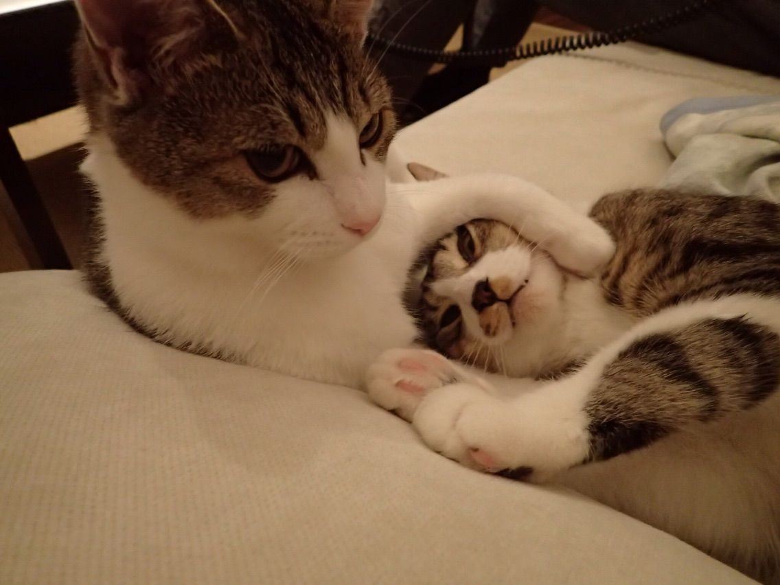 いい子いい子 猫飼いました Cats In The House