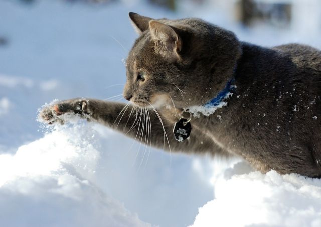 冬の猫画像 雪と猫たち Part 3 ネコジゴク 冬の猫画像 雪と猫たち Part 3 ネコジゴク