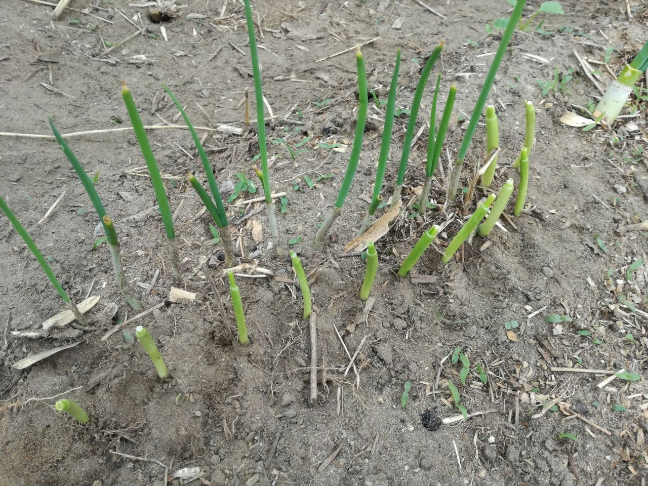 再生小ネギの土植え 再生パクチー第２弾 かずちゃん菜園の日常 家庭菜園初心者の備忘録