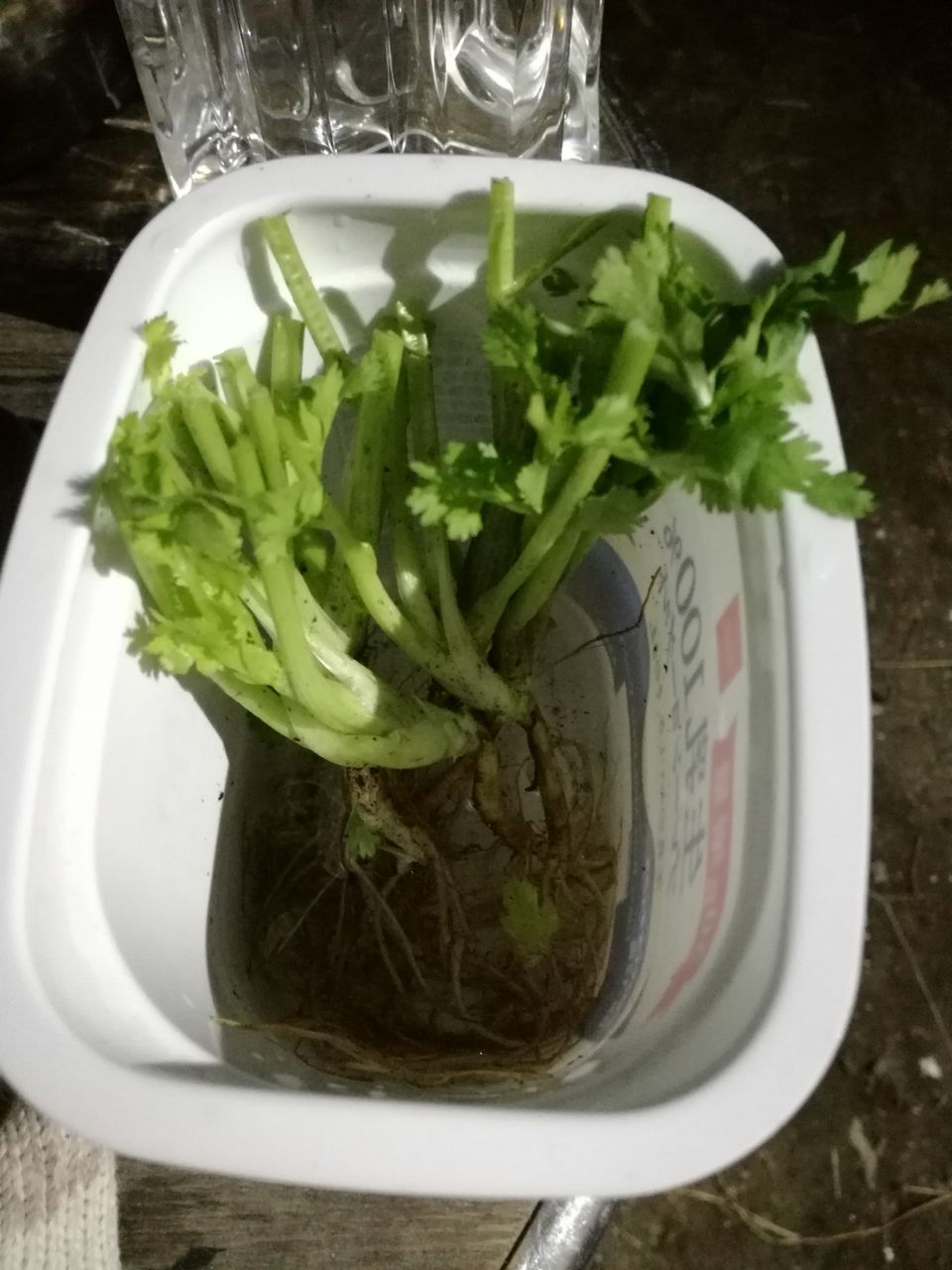 再生小ネギの土植え 再生パクチー第２弾 かずちゃん菜園の日常 家庭菜園初心者の備忘録