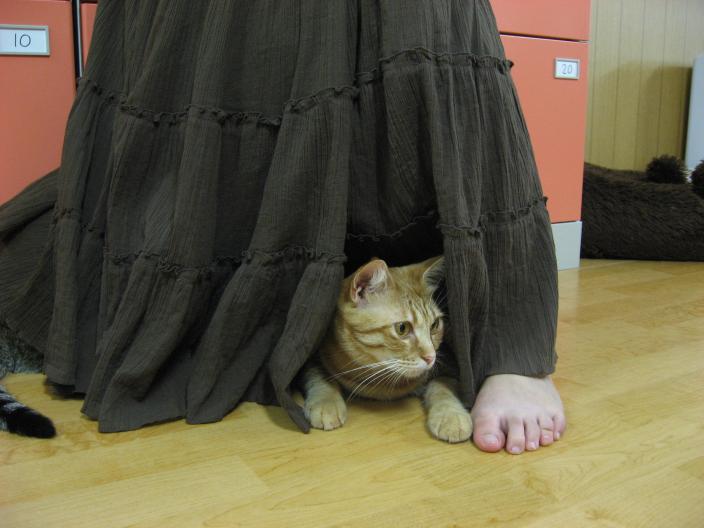 猫好き男子さんに朗報？！ : 今日のにゃんこ