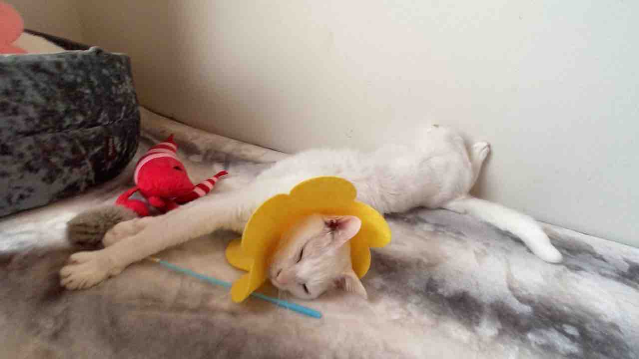 ひっくり返る猫たち 20210425 : ねこかます 販売済み オリジナルの猫鬼マスク木彫りの重い色の壁掛けログ猫 彫刻/オブジェクト