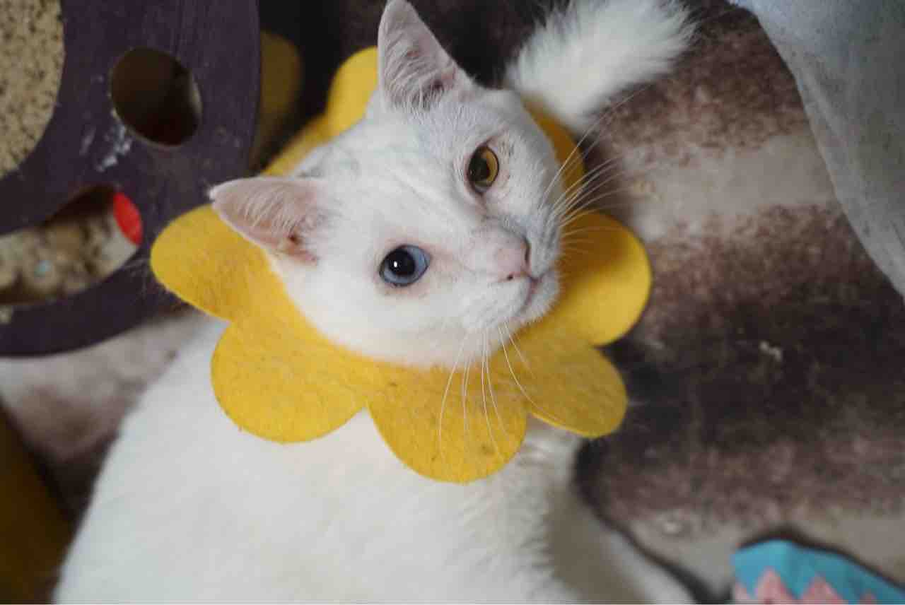 奇跡の一枚 ねこかます 奇跡の一枚 ねこかます