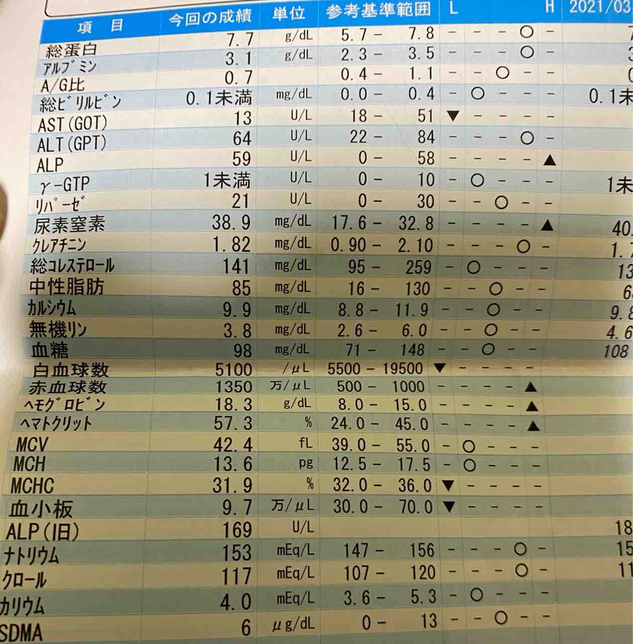 ボス猫の検診とオス三毛の手術と 20210626 : ねこかます