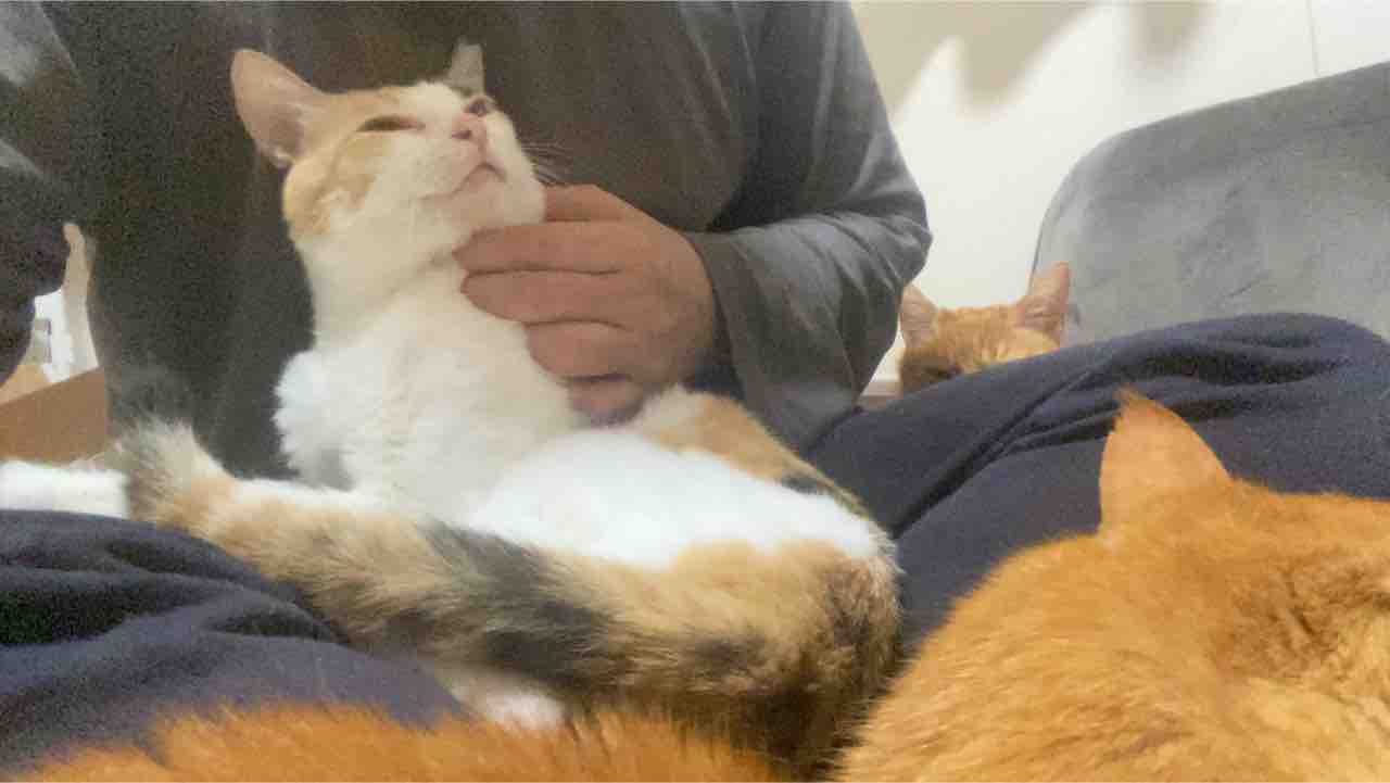 膝上好きの猫たち ねこかます 膝上好きの猫たち ねこかます