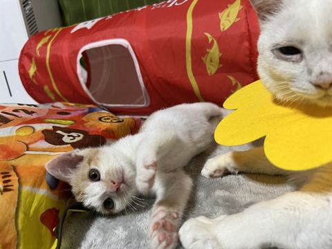 写真 2023-06-27 2 27 21