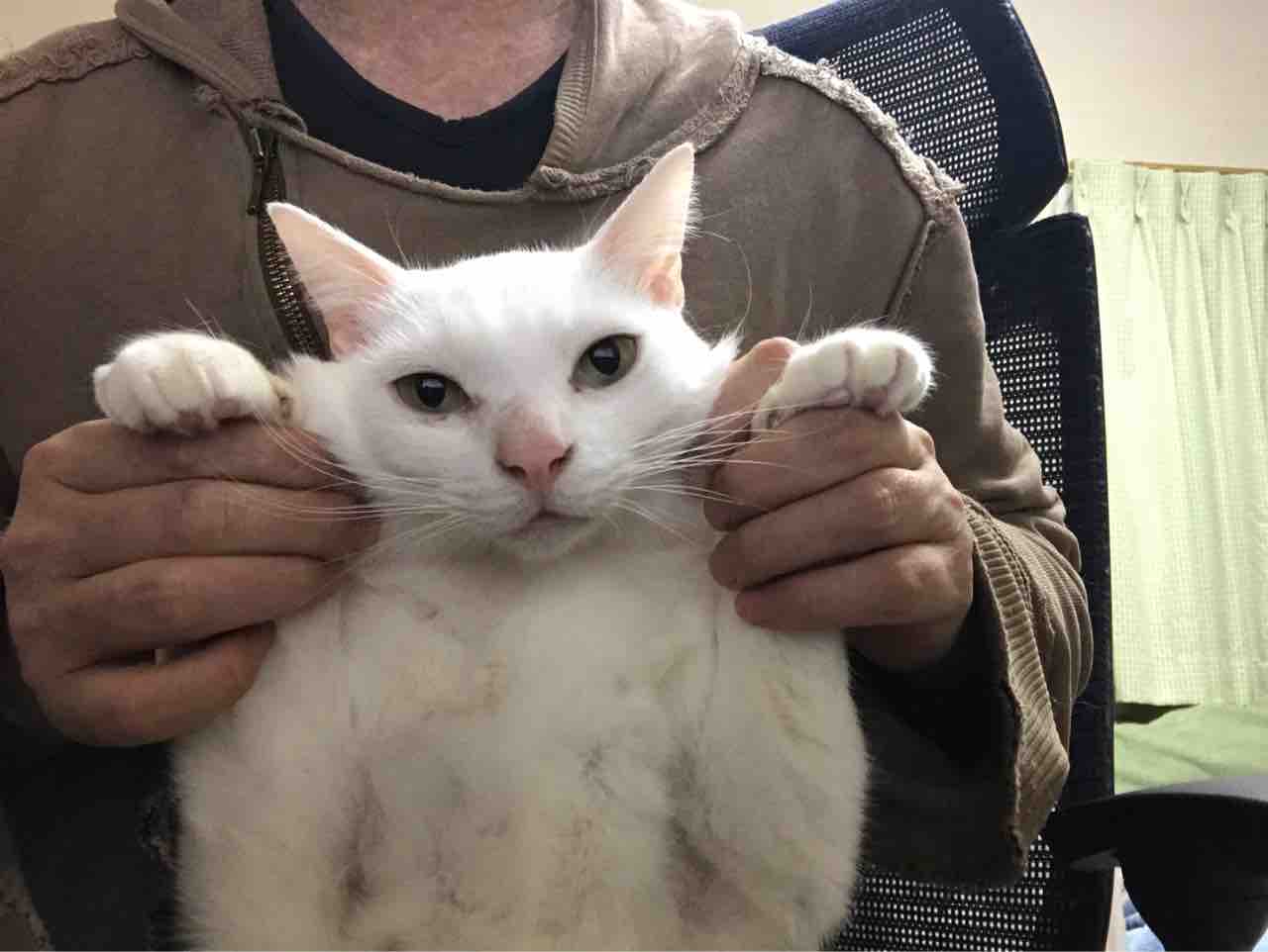 年末年始投票企画 あなたの好きなねこかます動画は ねこかます