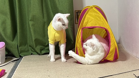 写真 2022-05-30 0 48 18