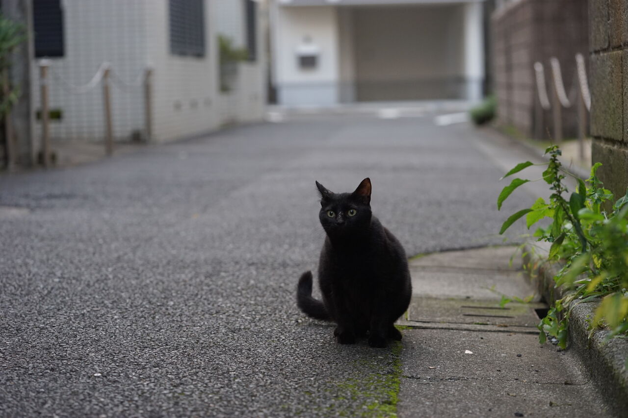 存在感ある黒猫たち 20250709 : ねこかます