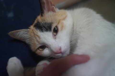写真 2019-03-29 0 04 03