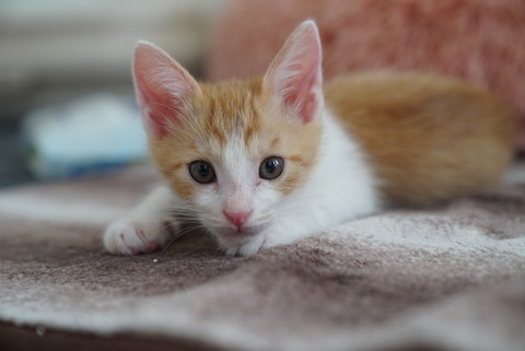 白猫好き 天使の寝顔👼 #白猫 #猫好きさんと繋がりたい #猫好きな人と