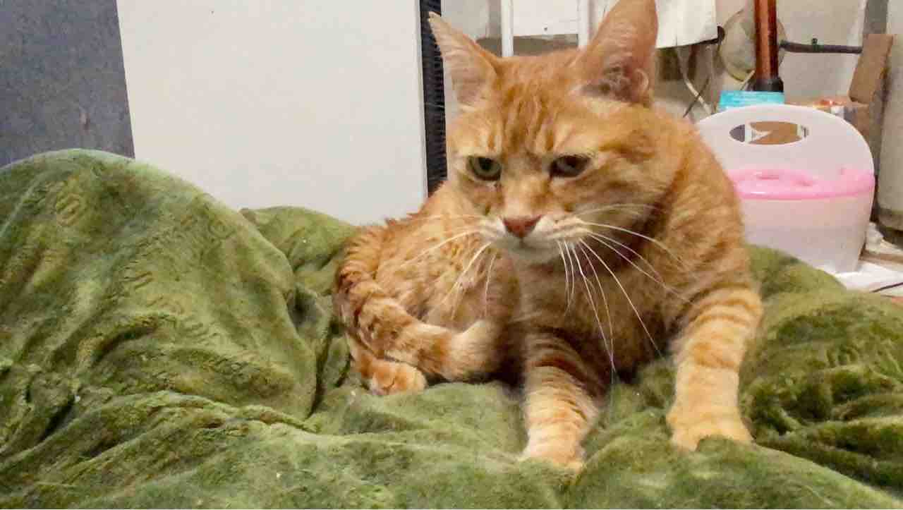 猫の人間臭さ 20210920 : ねこかます