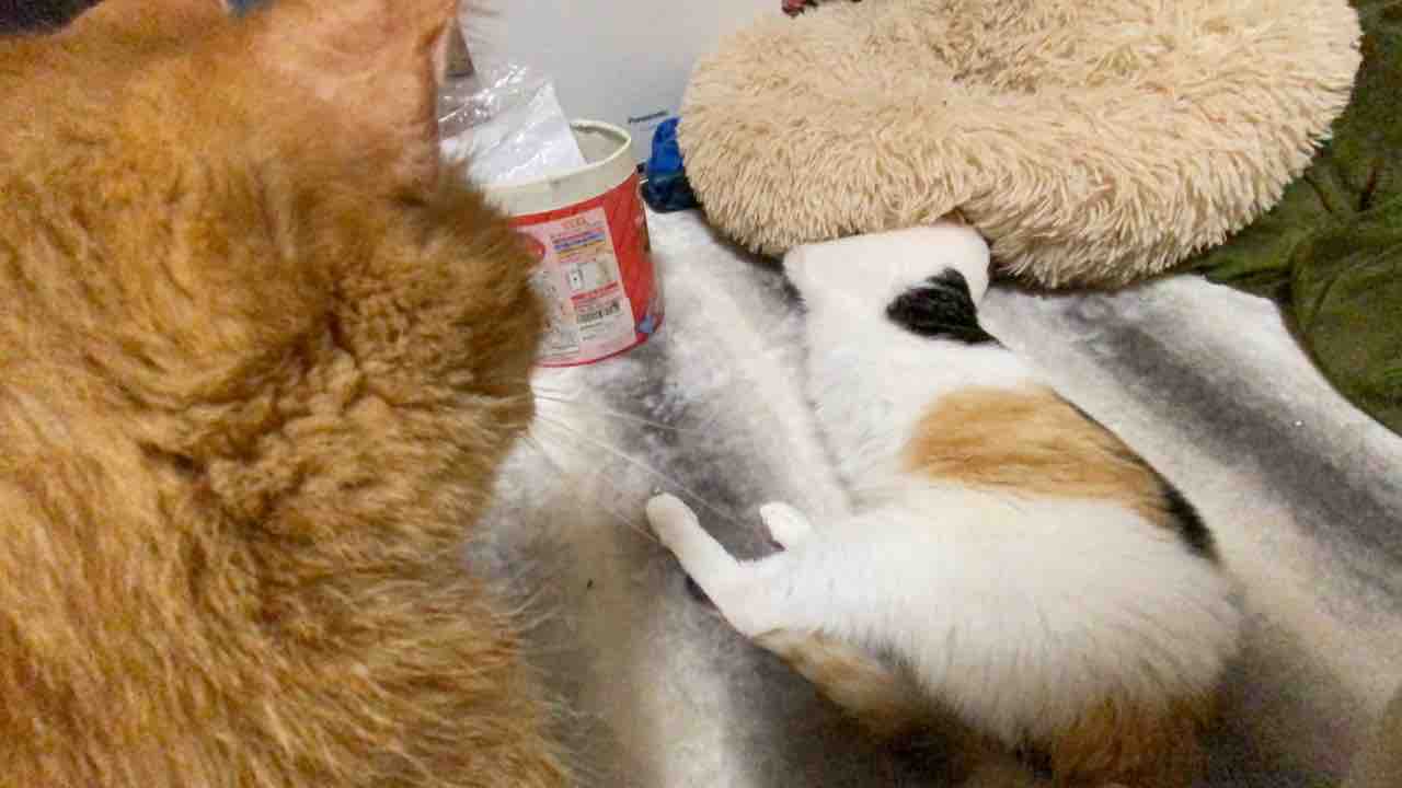 王子様猫 元ボス猫を圧倒する ねこかます 王子様猫 元ボス猫を圧倒する ねこかます