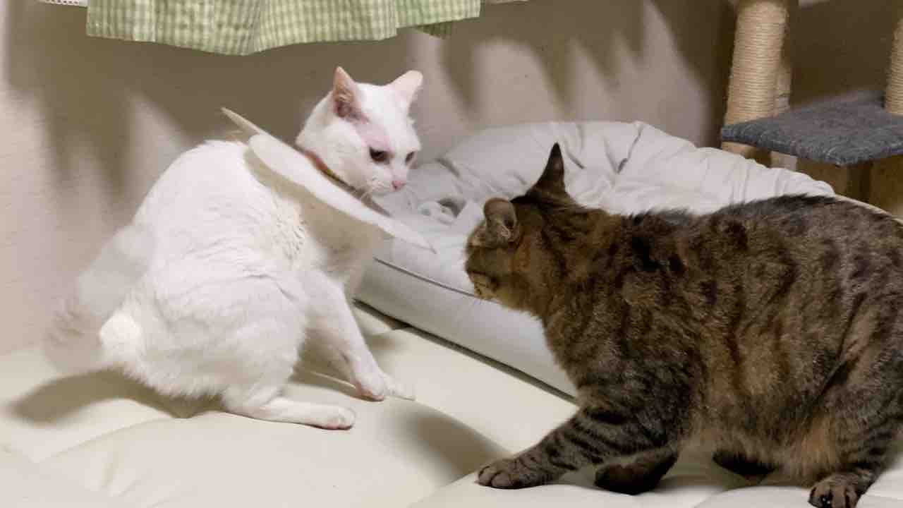 7年目のへたくそ猫レスリング ねこかます