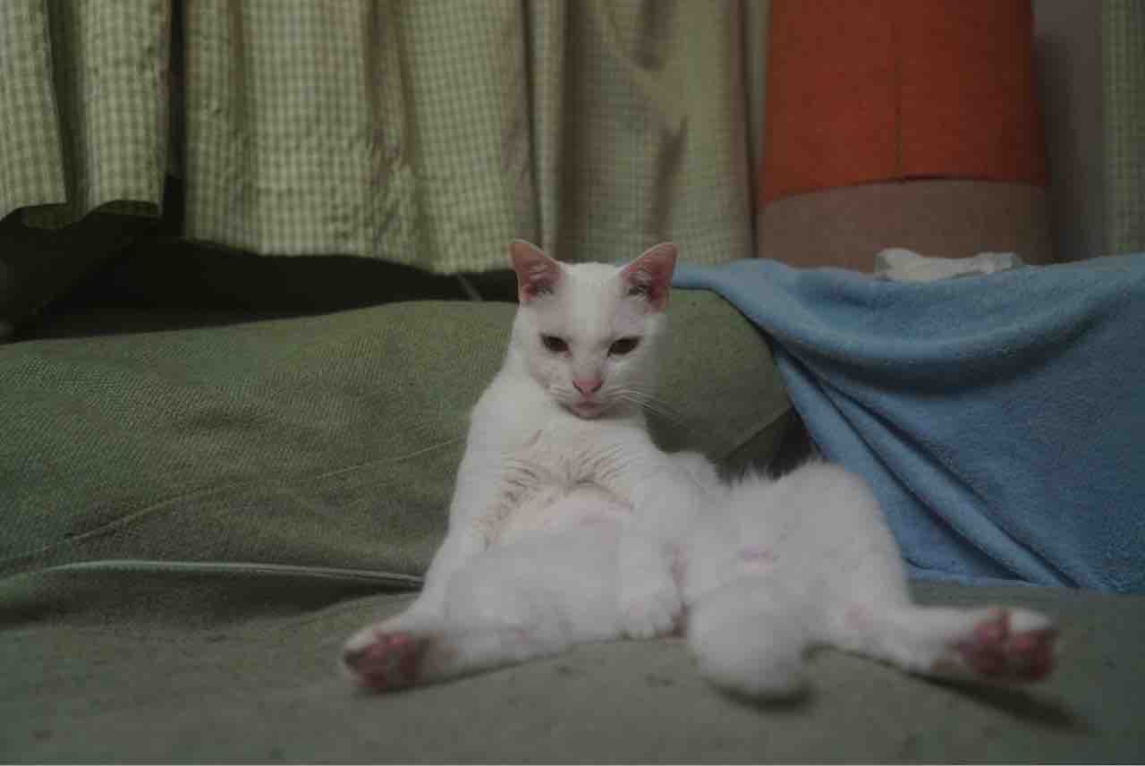 カメラで撮ると威厳が増す ねこかます