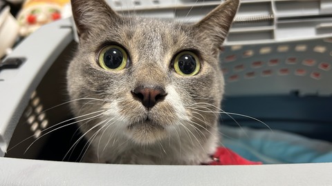 写真 2023-07-10 0 36 27