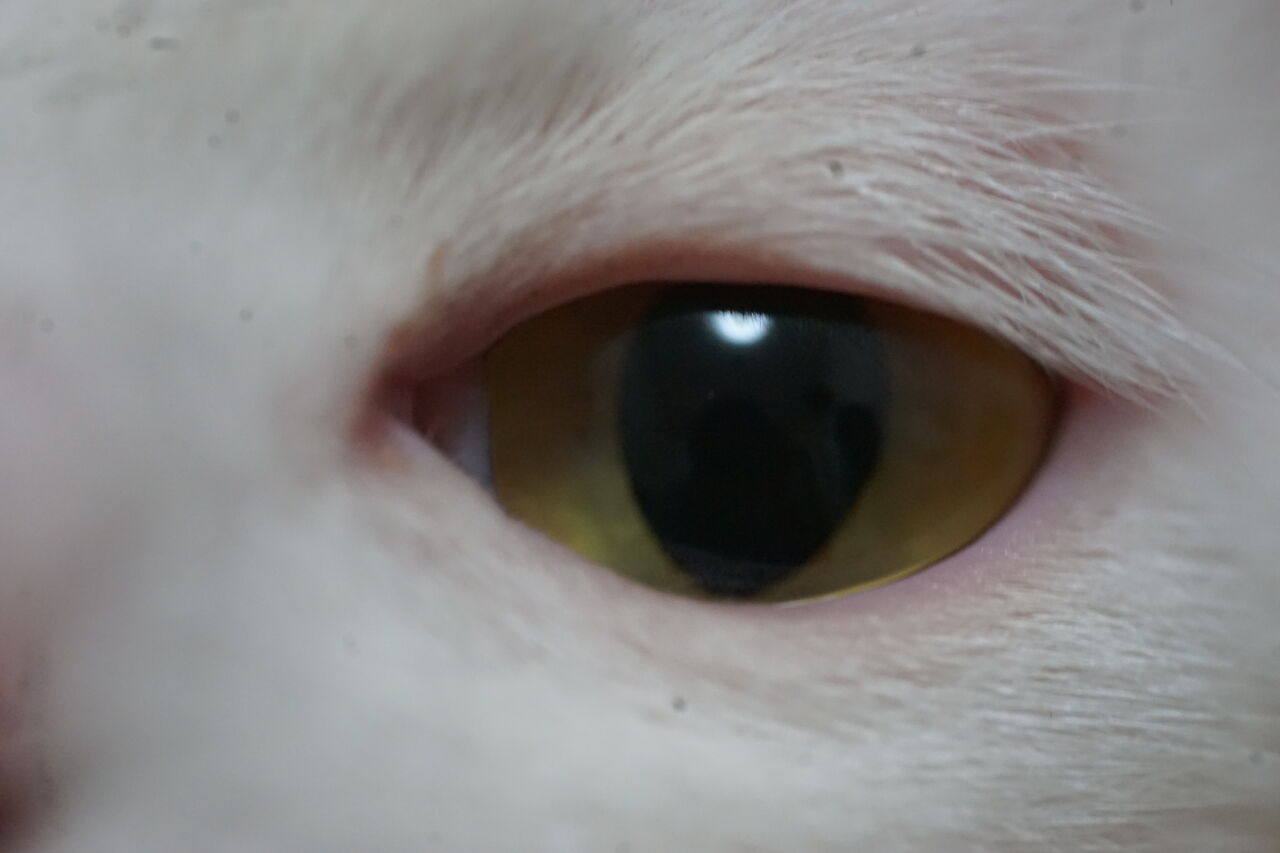 猫の瞳を撮る 1116 ねこかます