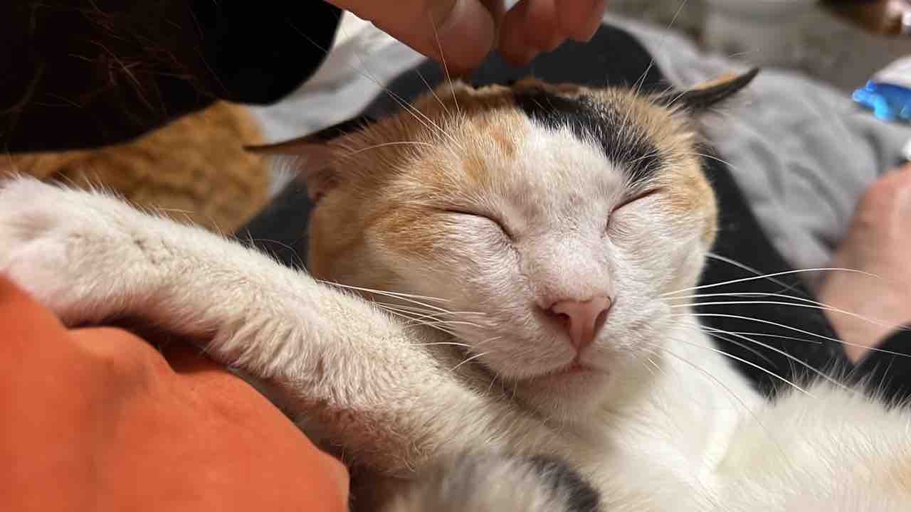 猫に咬まれないようにする 2923 ねこかます