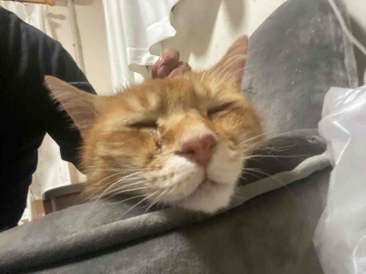 ボス猫 表情が豊かになる ねこかます