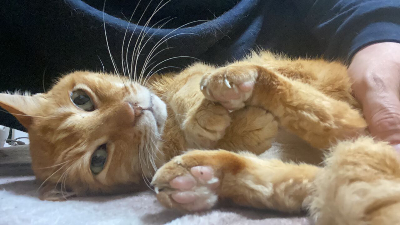 看取った猫の四十九日 2709 ねこかます