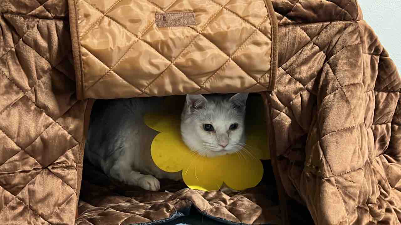 猫型珍獣 専用こたつをゲットする 2110 ねこかます